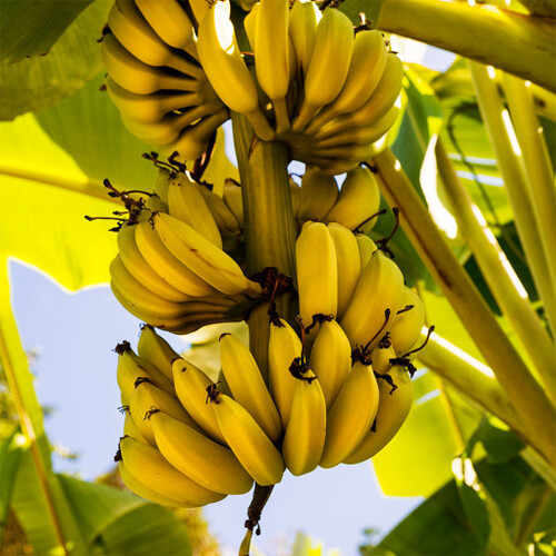 산청 유기농 국산 바나나 (매주 수요일 출고)